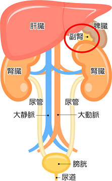 副腎