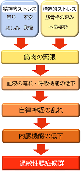 過敏性腸症候群が起こる仕組み　図